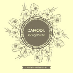 Frame with Spring flawers, daffodils. Detailed hand-drawn sketches, vector .