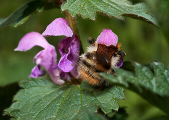 Lamium purpureum known as purple deadnettle or red dead-nettle