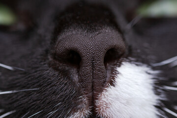 Black cat's nose and white spot with whiskers and green eyes