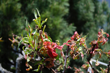 Peach disease - curly leaves 