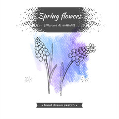 Spring flawers, muscaries . Detailed hand-drawn sketches, vector