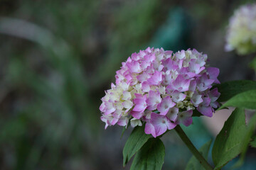 紫陽花の花