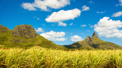 Tropical landscape of sugar cane plantations on the island of Mauritius