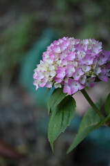 紫陽花の花