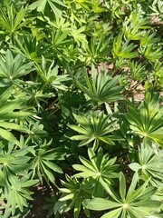 Green bush of lupins without flowers.