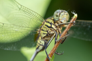 Macro shots, Beautiful nature scene dragonfly. Dragonfly in the nature habitat using blurred nature background.