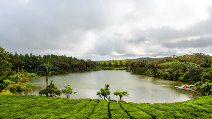 Beautiful cloudy landscape of the tea plantation