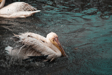 Pelicans swim in the water looking for fish. Ornithology and birds of Africa.