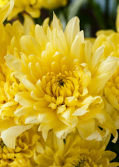 Fototapeta premium yellow chrysanthemum flowers close-up bouquet as background