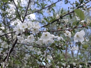 A branch of blooming garden cherry in the village.