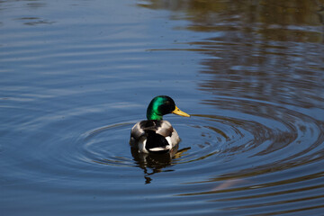 Kaczki w jeziorze  © Grzegorz