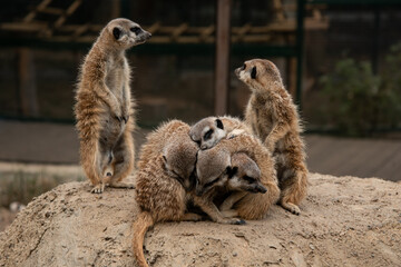 Little meerkats bask in the sun. A group of animals at the zoo.