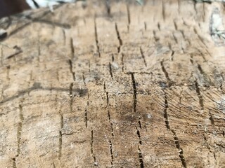 Wood cut texture in the village.