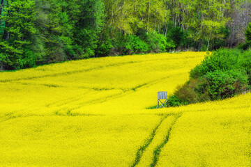 Rape field next to the forest