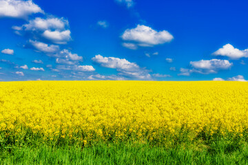Rapeseed field and sky