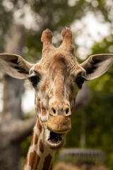 Fototapeta premium portrait of a giraffe