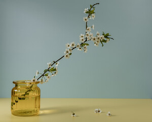 apple tree branches in flower. Summer still life. © Boris