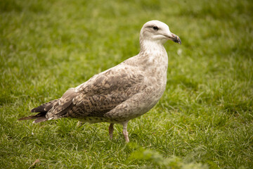 seagull on green grass