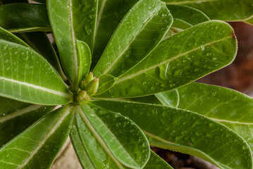 leaf with drops