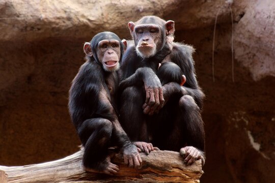 Affenfamilie Chimpansen Familie