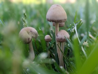 mushroom in the grass