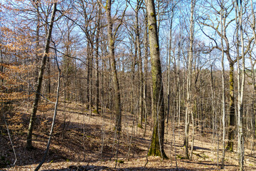 woods in early spring