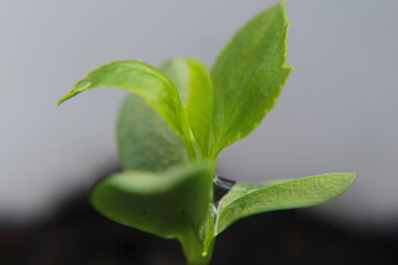 Blatt mit Wassertropfen 2