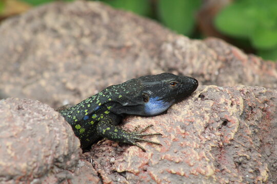 Gekko Bilder Durchsuchen 20,784 Archivfotos, und