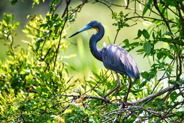 A tricolored heron building a nest in Huntington State Park in South Carolina, USA.