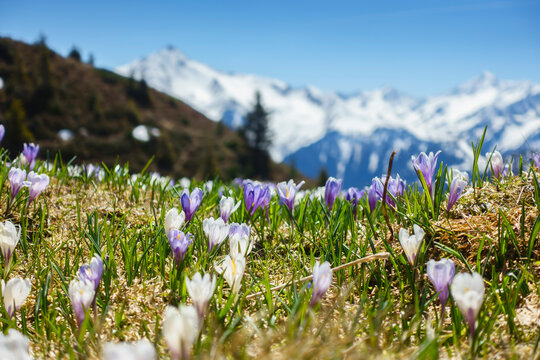 Eine Bergwiese mit Krokus und den verschneiten Alpen im Hintergrund