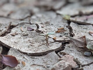 ant on a tree