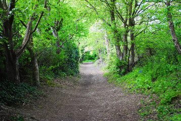 Leafy Country lane