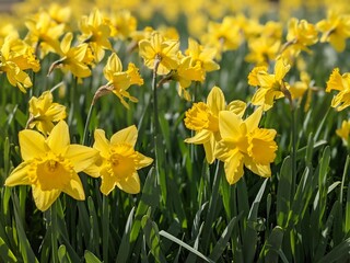 Obraz premium daffodils in spring