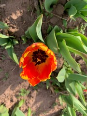 Tulip Fields