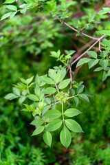 Green buds on a branch of elderberry with green leaves.
