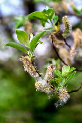 Willow flowers on a twig with green leaves.
