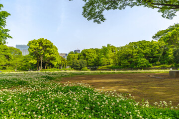 野原と森の風景