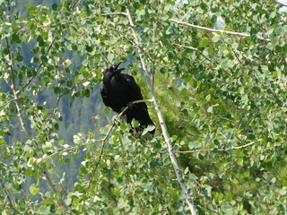 Raven in Grand Teton