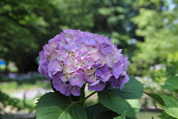 あじさいの花