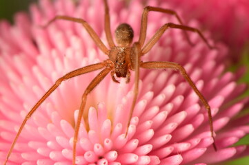 pink flower on spider macro shot