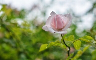pink flower rose 