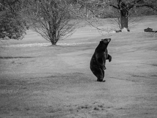 Bear standing in black and white