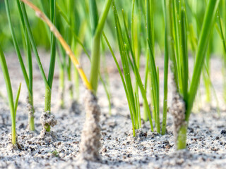 Young onion sprouts in the garden