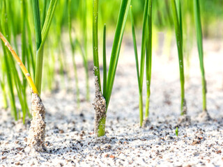 Young onion sprouts in the garden