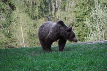 Fototapeta na wymiar Bear playing and eating in his natural habitat