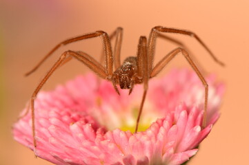 pink flower on spider macro shot