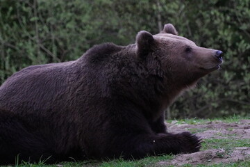 Fototapeta premium Bear playing and eating in his natural habitat