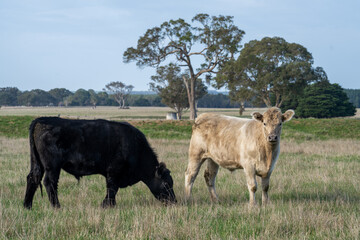 Angus and Murray grey cattle eating grass in Australia.