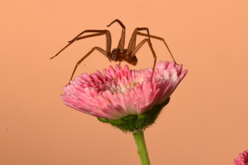 pink flower on spider macro shot