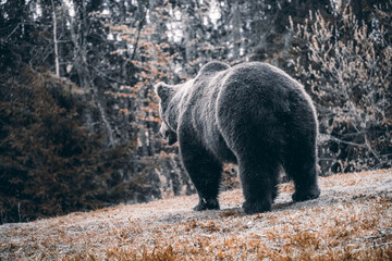 Bear playing and eating in his natural habitat